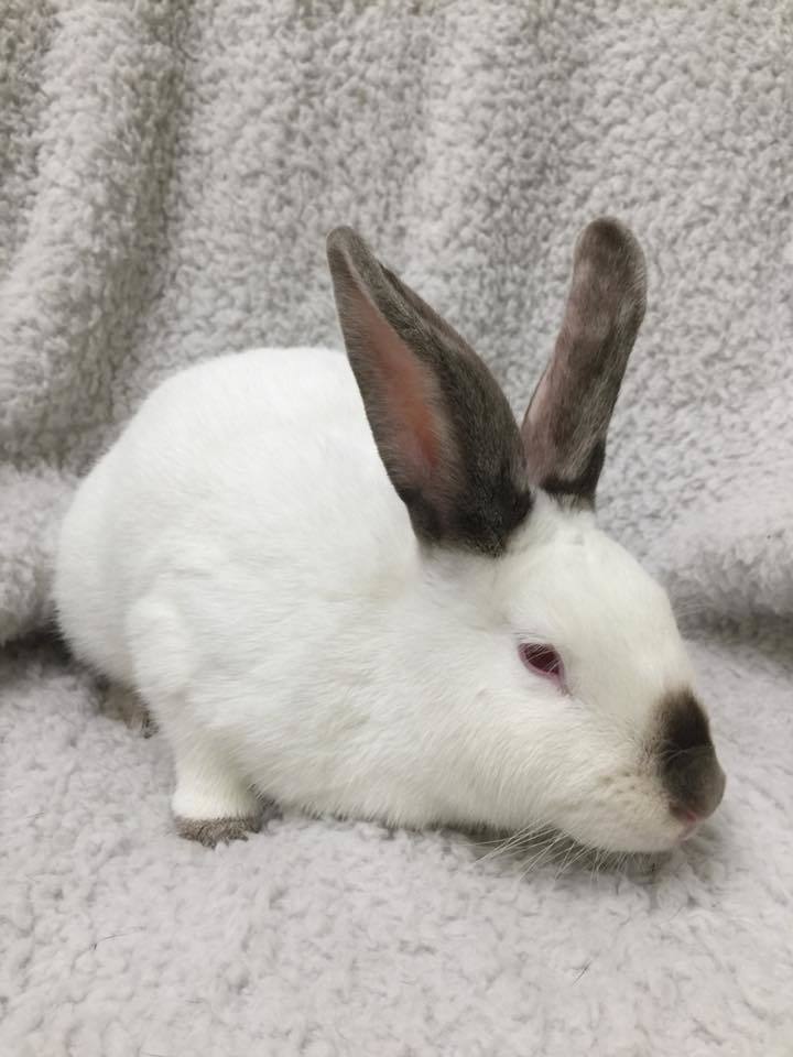 June Rabbit Adoptions at Petco Petfinder Event Calendar