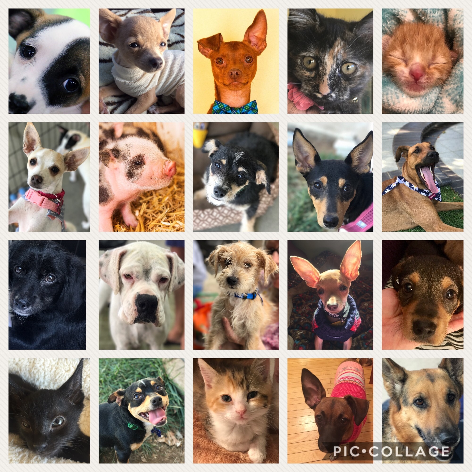 best dogs for small backyards