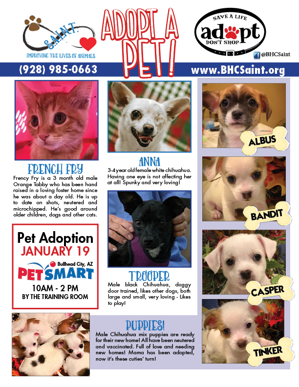 Saint Pet Adoption At Bullhead City Petsmart Petfinder Event Calendar