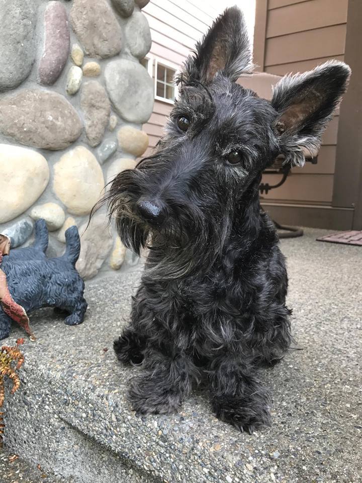 Pets for Adoption at Aberdeen Scottish Terrier Rescue, in Renton, WA Petfinder