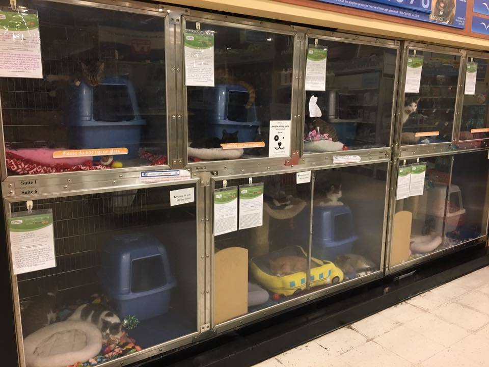 Pets for Adoption at Felines Inc., in Capshaw, AL Petfinder