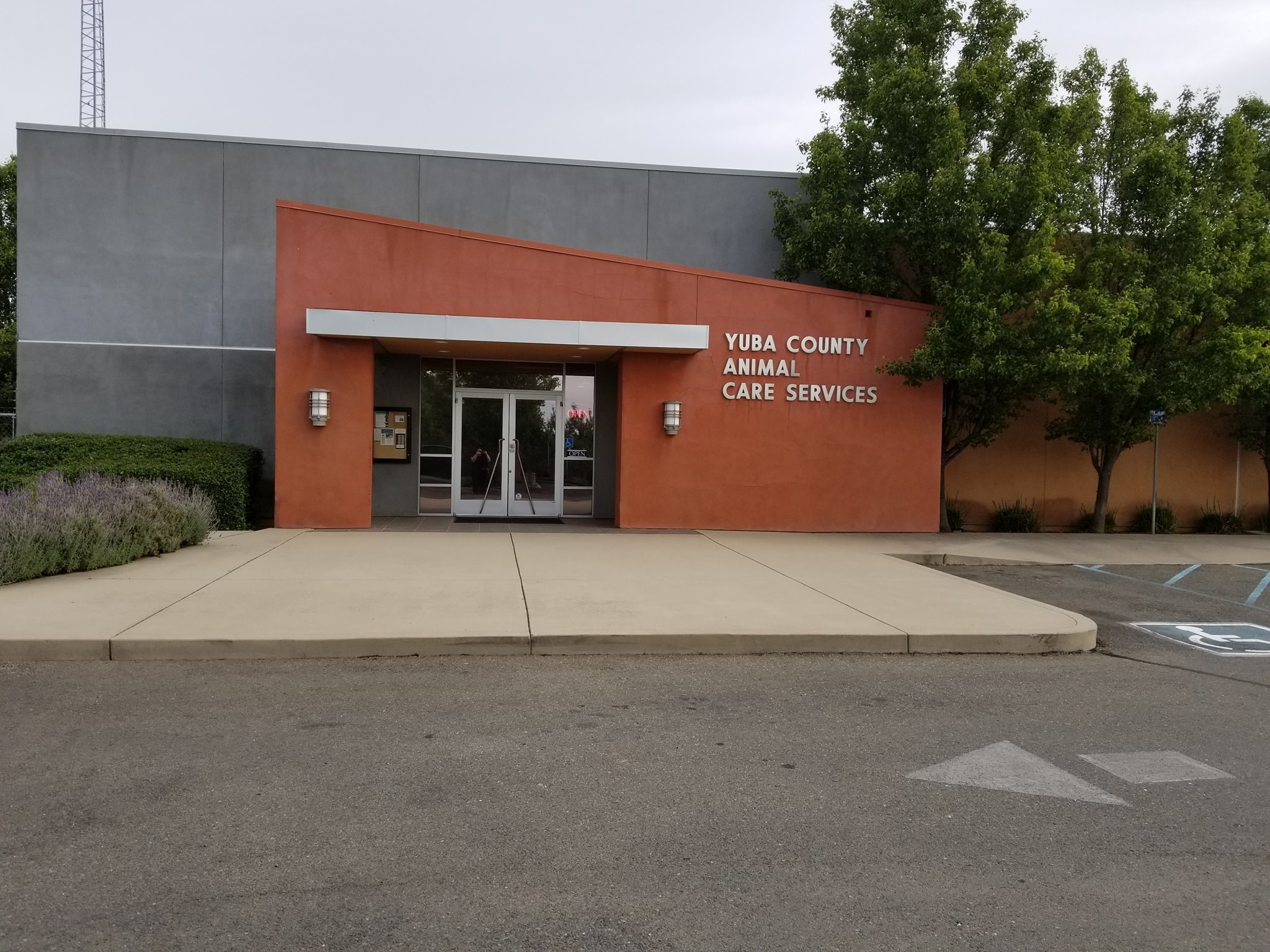 Pets for Adoption at Yuba County Animal Care Services, in ...