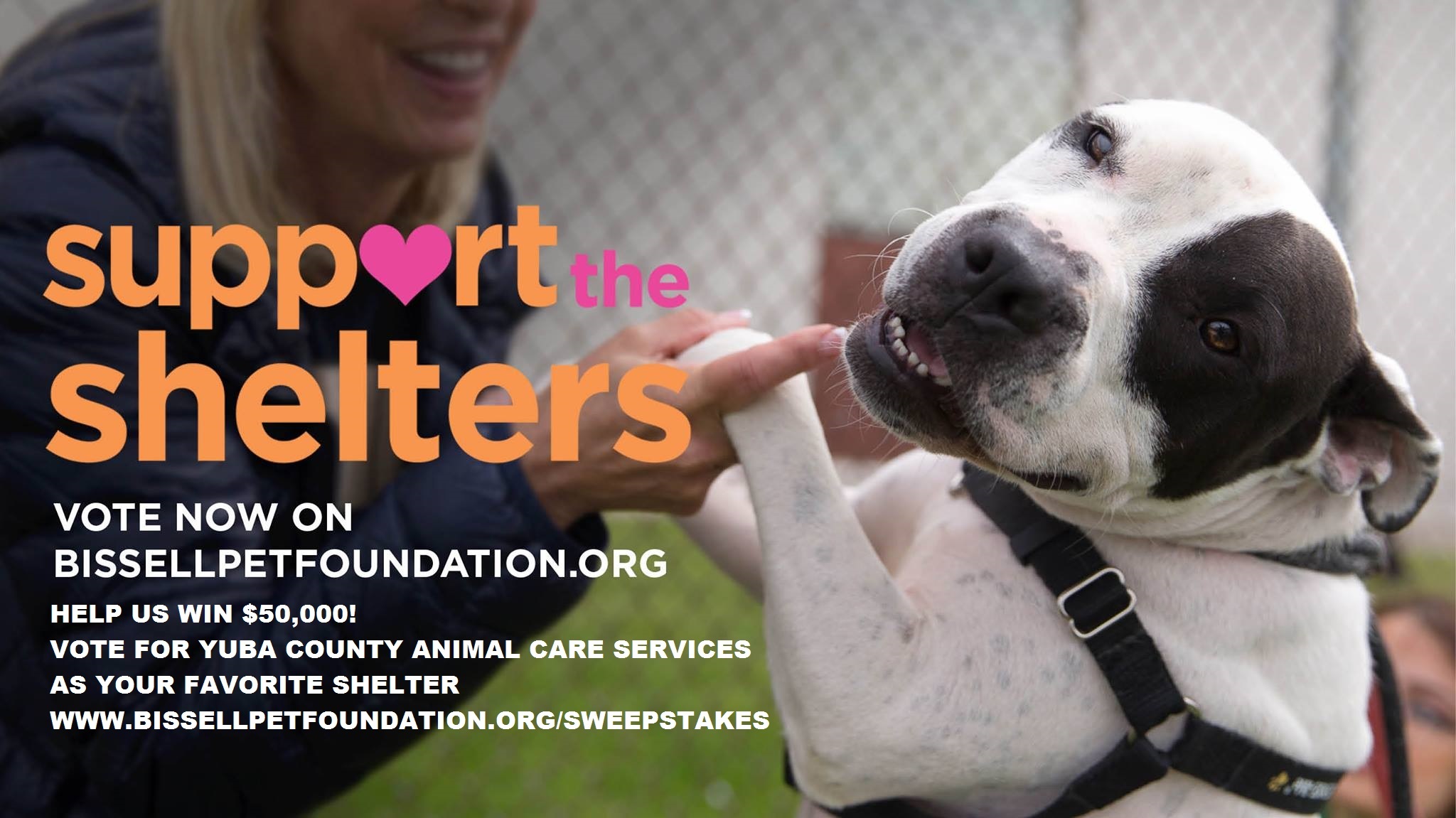 Pets for Adoption at Yuba County Animal Care Services, in Olivehurst, CA Petfinder