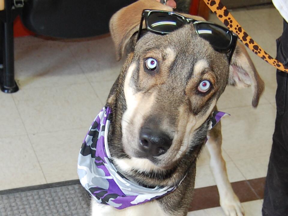 Pets for Adoption at Starke County Humane Society, in North Judson, IN