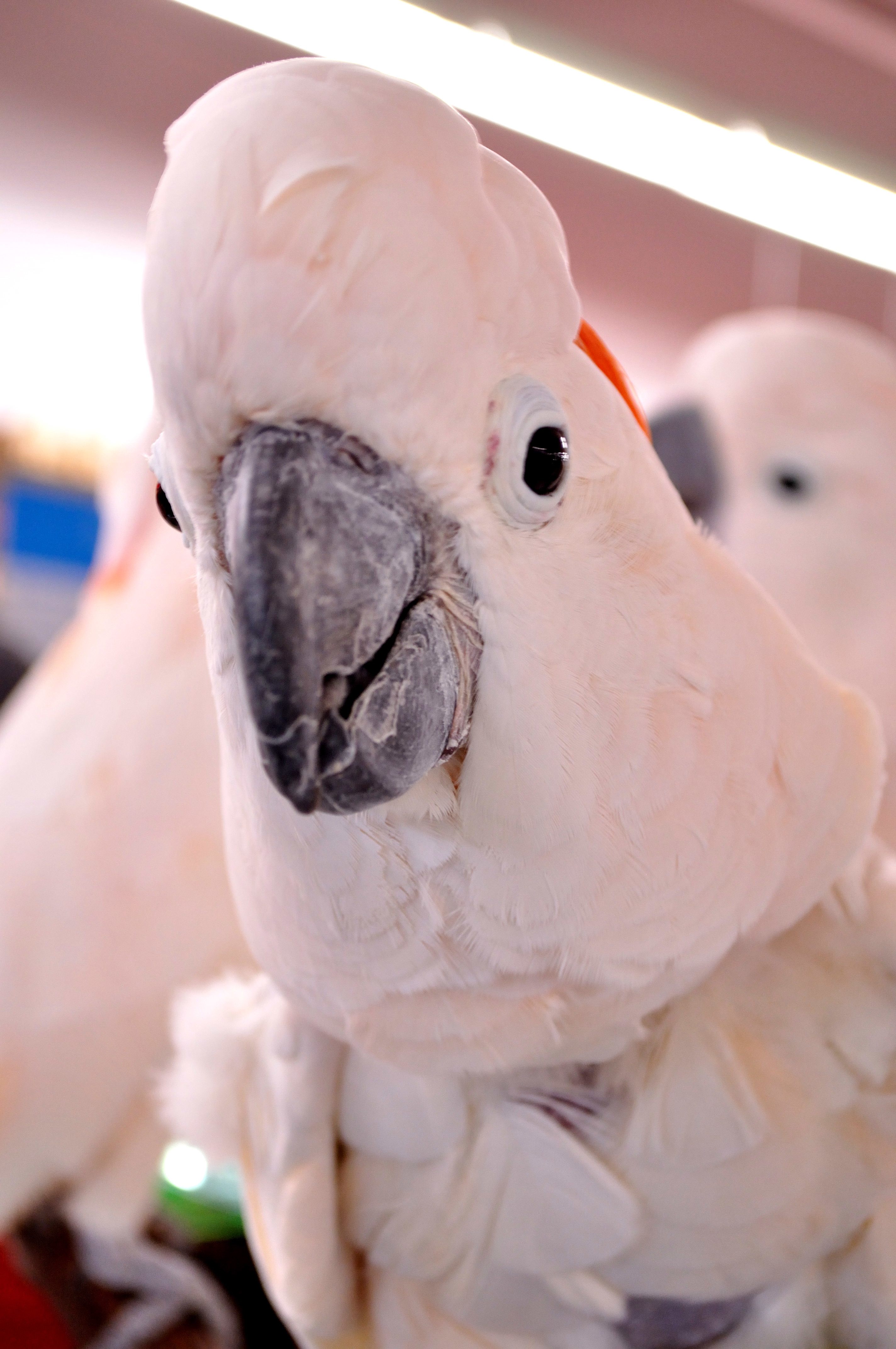 Pets for Adoption at Beak n' Wings, Inc., in Lenexa, KS Petfinder