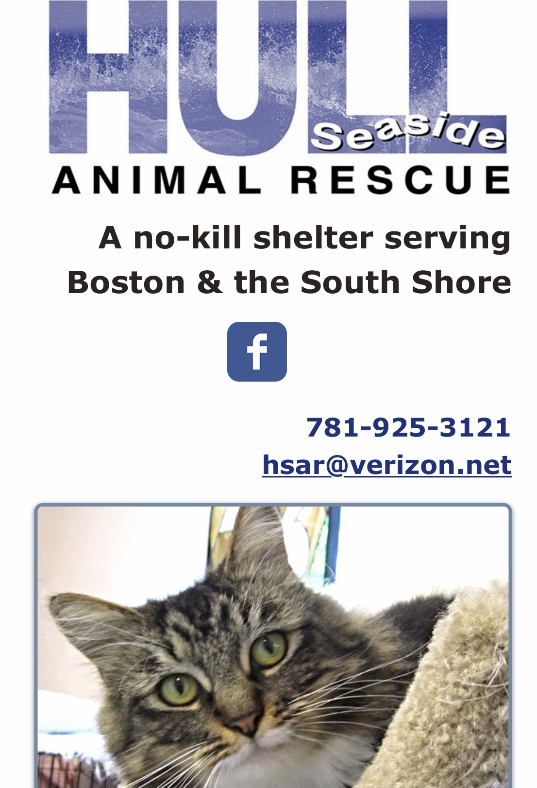 Pets for Adoption at Hull Seaside Animal Rescue, in Hull, MA Petfinder