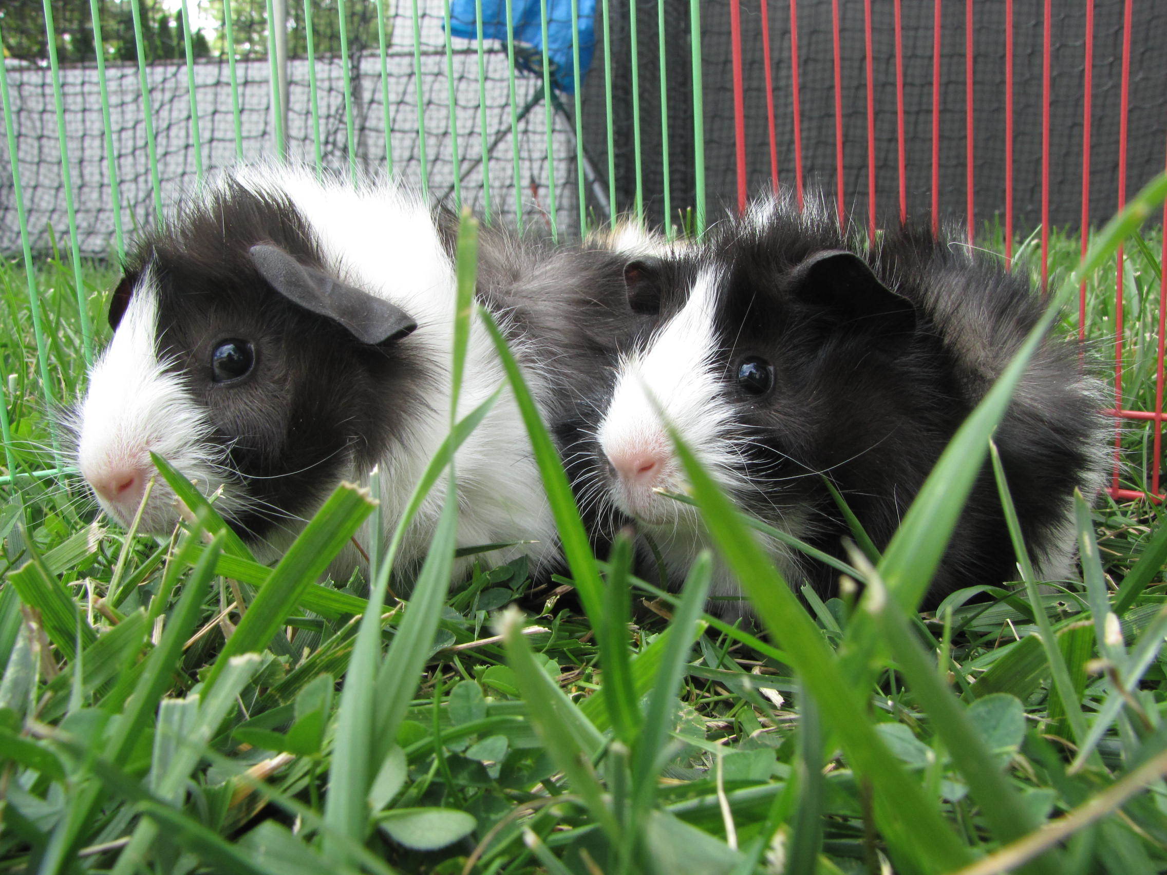 Pets for Adoption at Tiny Paws Rescue & Sanctuary, in Warren, MI Petfinder