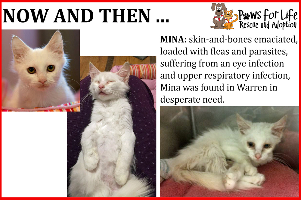 Pets for Adoption at Paws for Life Rescue and Adoption, in Troy, MI