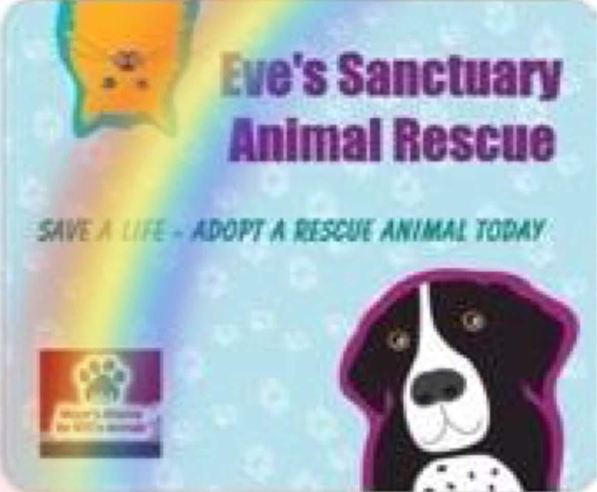 Pets For Adoption At Eves Sanctuary Animal Rescue In New