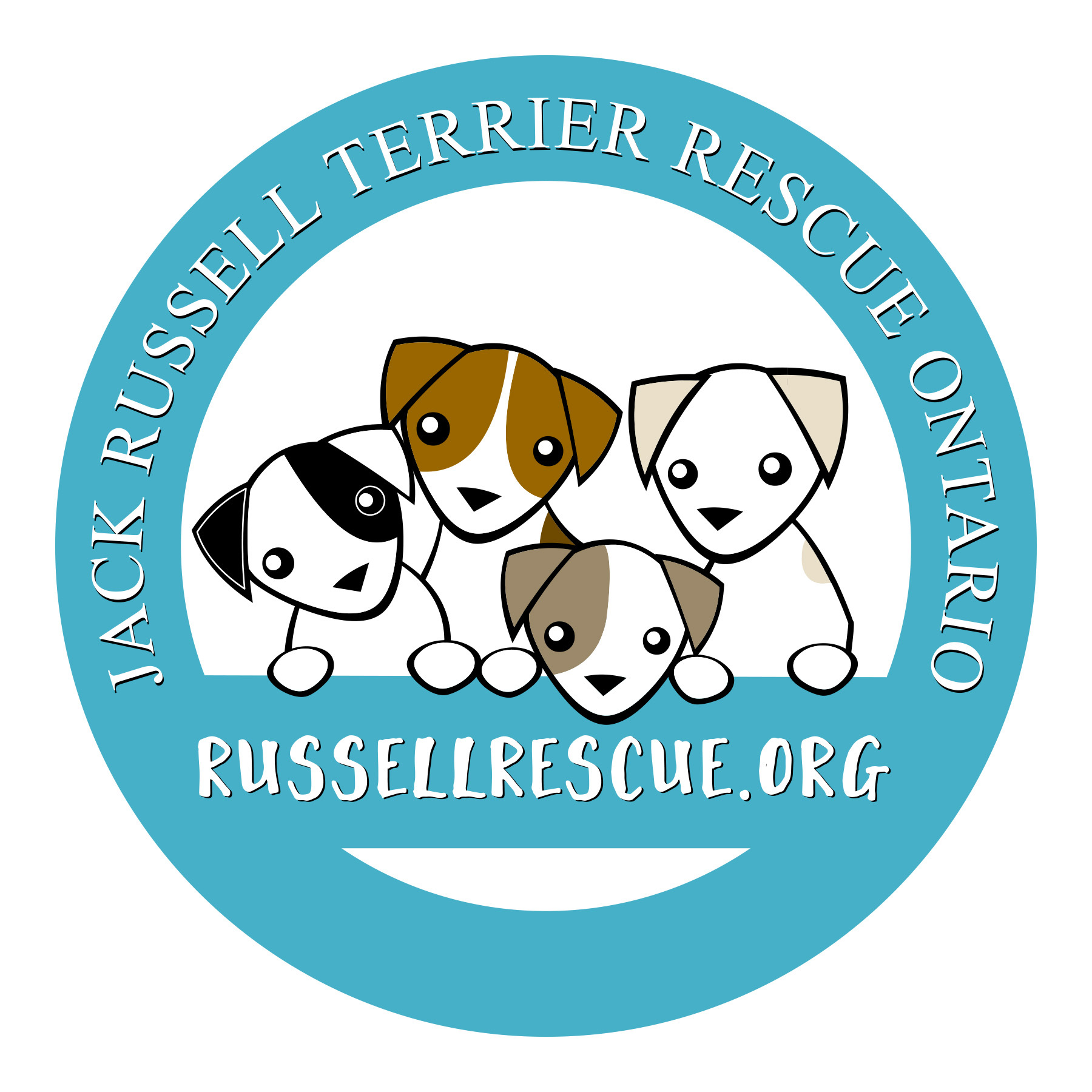 Pets For Adoption At Jack Russell Terrier Rescue Ontario Jrtro
