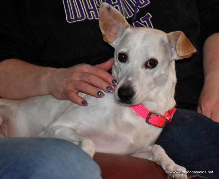Pets for Adoption at Dachshund Rescue NW & Dachshund Club of Spokane