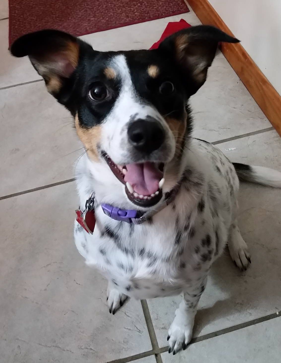 Pets for Adoption at Mary's Dogs, in Northwood, NH Petfinder