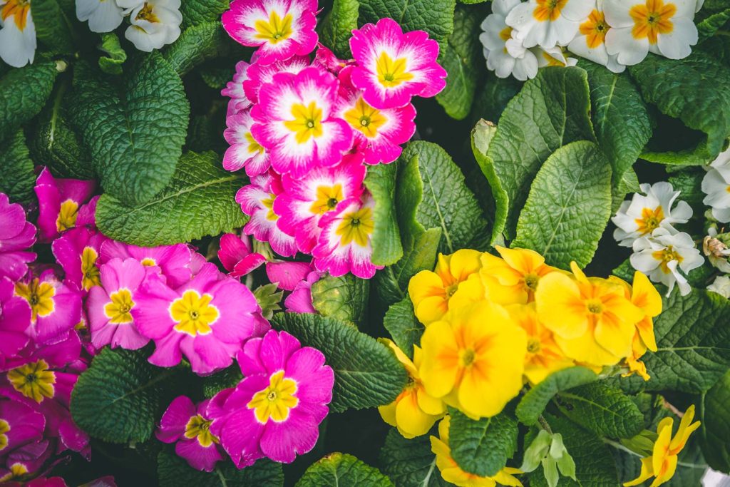 Seasonal Plants and Flowers | Petitti Garden Centers