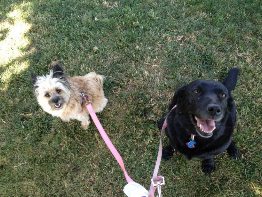 Client Photos Photos Best Buddies Pet Care