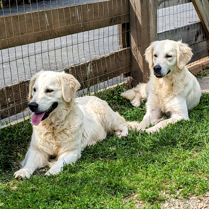 Adopt GRRAND Golden Retriever Rescue Adopt GRRAND Golden Retriever Rescue