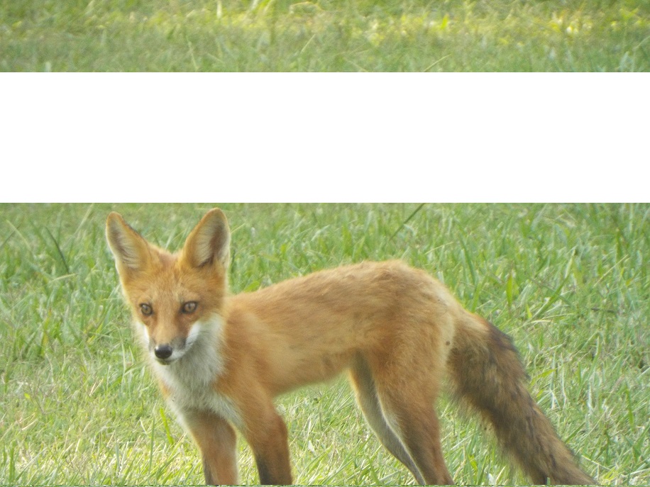 Sikeston Country Club