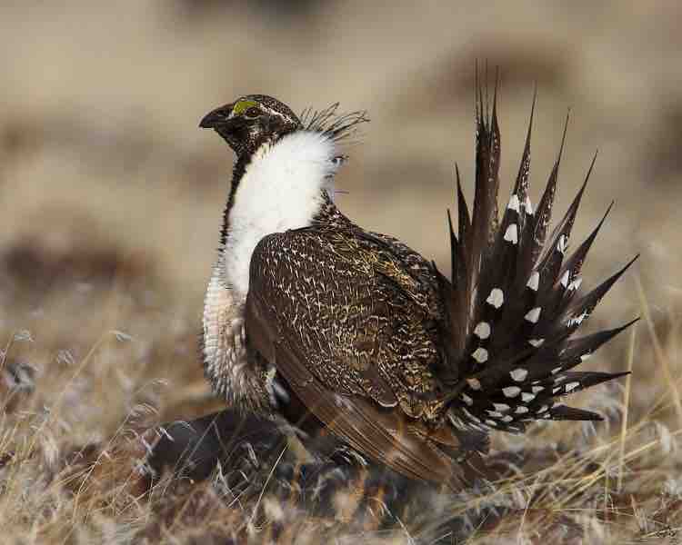 grouse