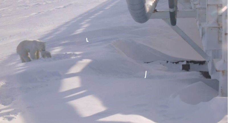 The den study cameras captured images of the polar bear mom and cub exploring the site after they left their snow den in spring. (Photos by Polar Bears International/Brigham Young University)