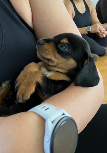 Go to puppy yoga