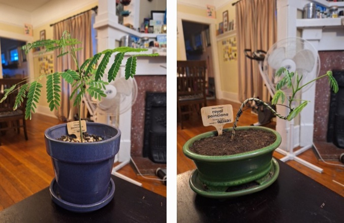 grow and shape a bonsai tree from a seed
