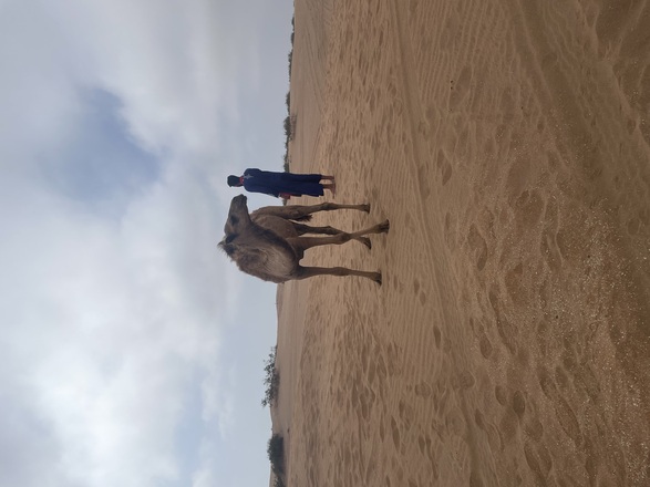 Visit the Sahara Desert