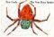 The Very Busy Spider (Board Book) by Eric Carle