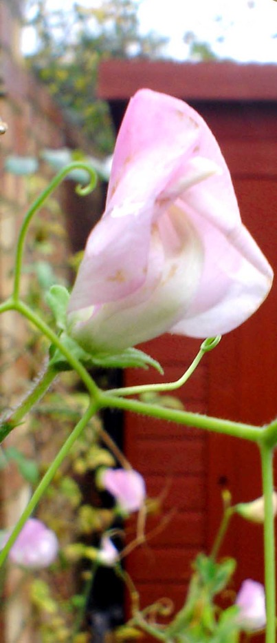 mystic sweetpea