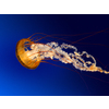 Jellyfish Intelligence 