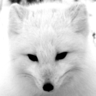 Polarfox App