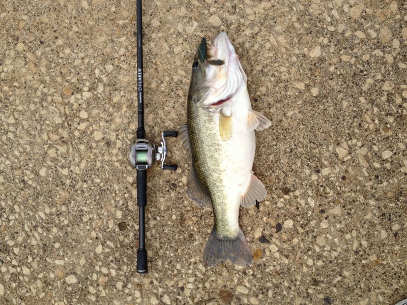 A photo of Erick  Simien 's catch
