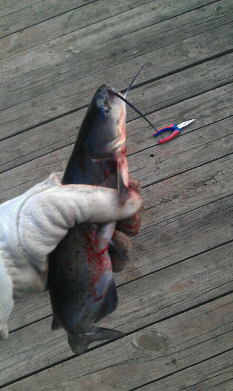 A photo of Landon  Jennings 's catch