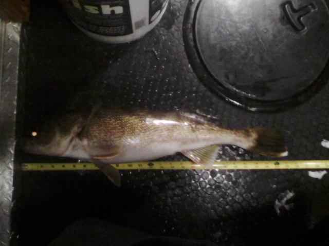 A photo of brett Jenson's catch