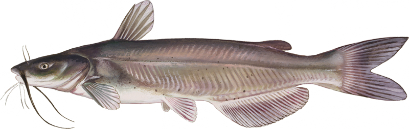A photo of a Channel Catfish