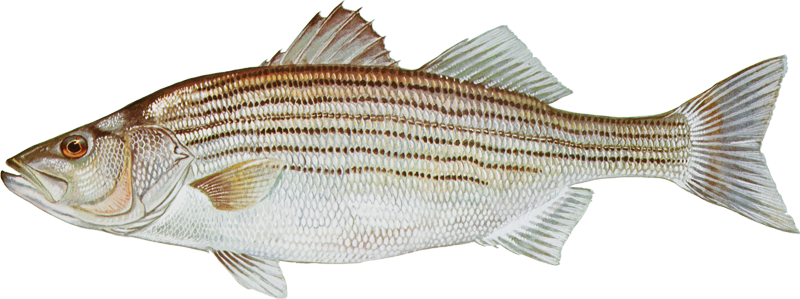 A photo of a Striped Bass