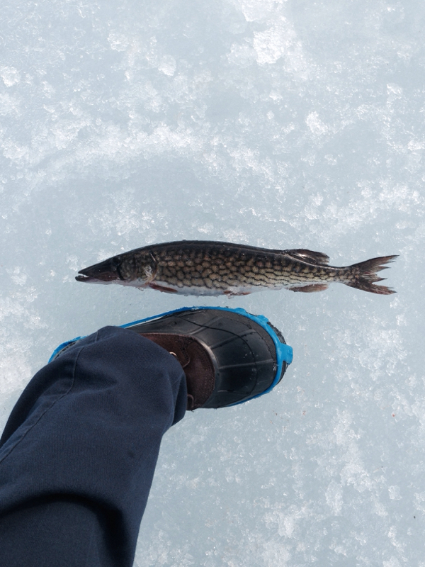 A photo of Brian Lachance 's catch