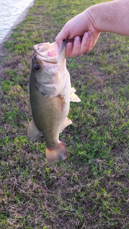 A photo of koby Benefiel 's catch