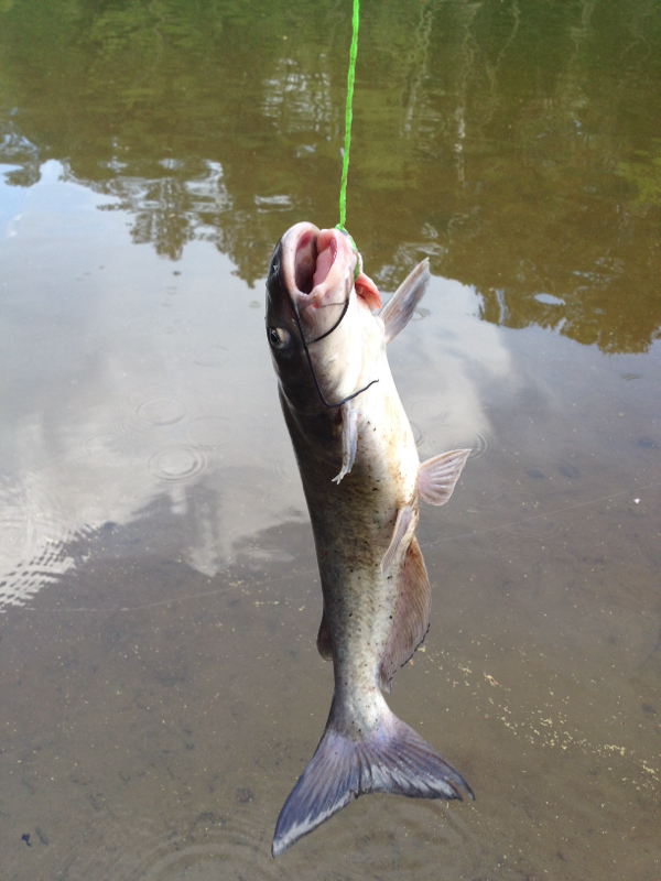 A photo of Andy  Lobos's catch