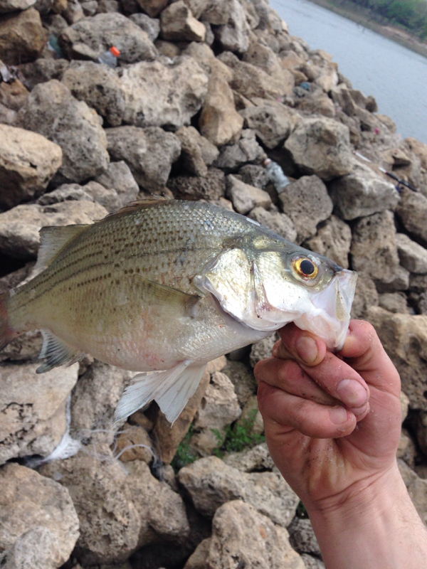 A photo of Keerigan Rudd's catch