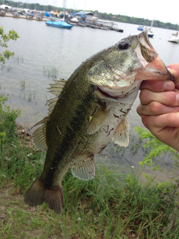 A photo of Keerigan Rudd's catch