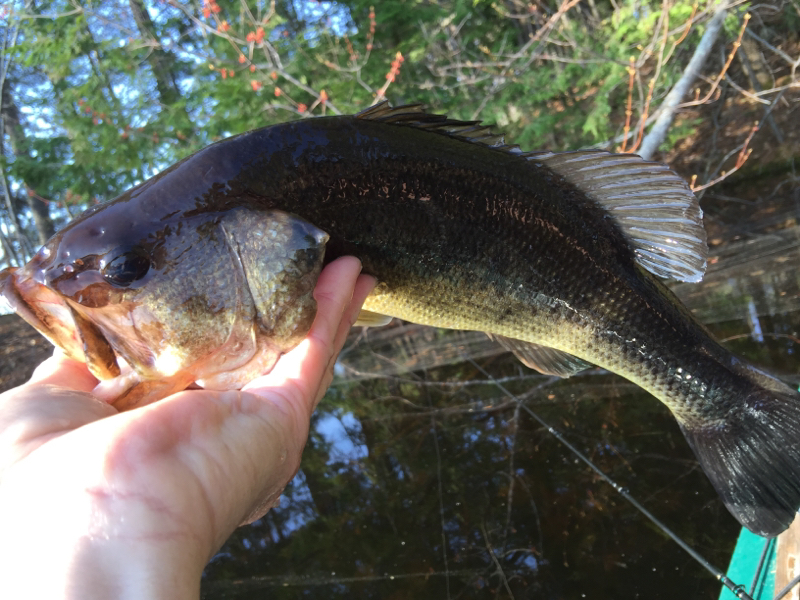 A photo of Paul Phenix's catch