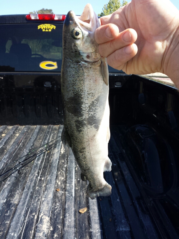 A photo of Tom McBrinn's catch