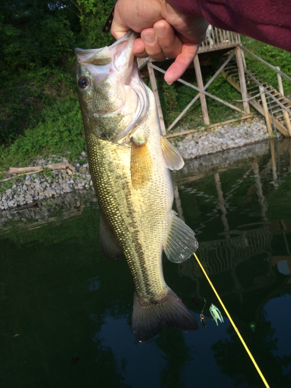 A photo of Kevin  Jordan's catch
