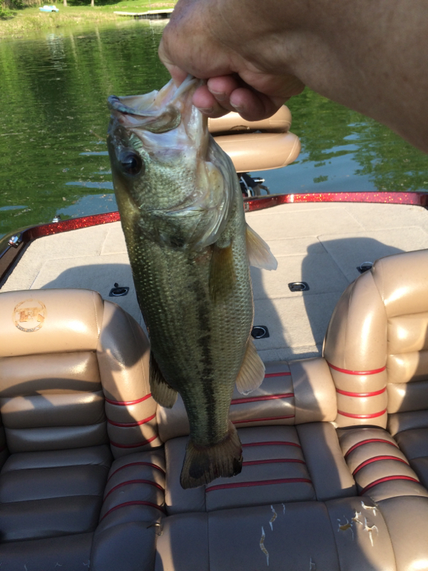 A photo of Kevin  Jordan's catch