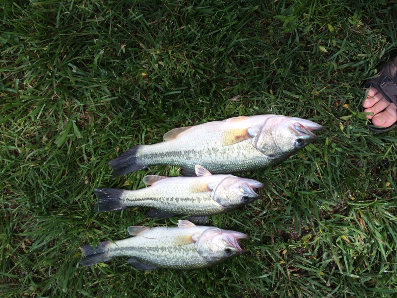 A photo of Kevin  Jordan's catch