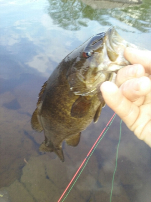 A photo of Brian  Knapp 's catch