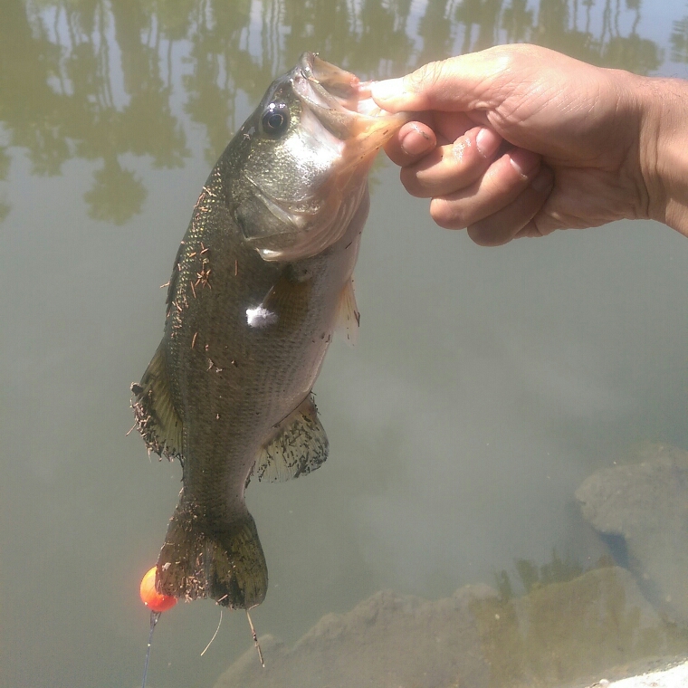 A photo of Daniel  Blanco's catch