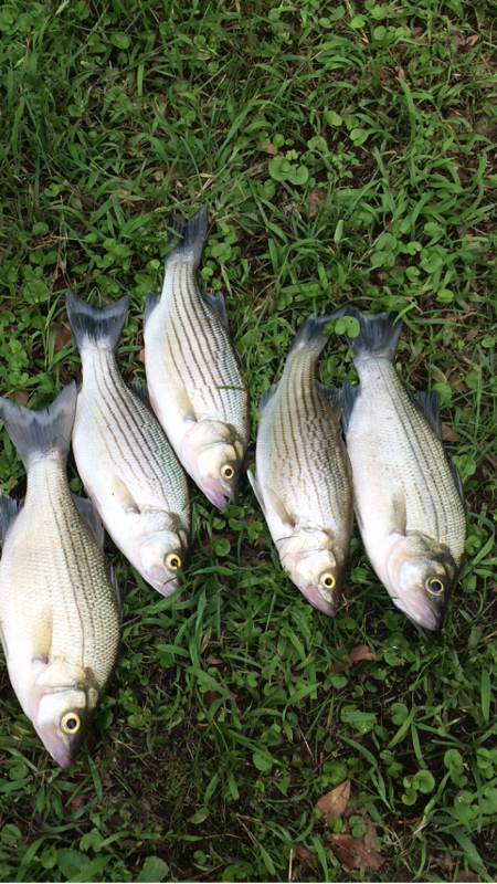A photo of Zach Stewart's catch