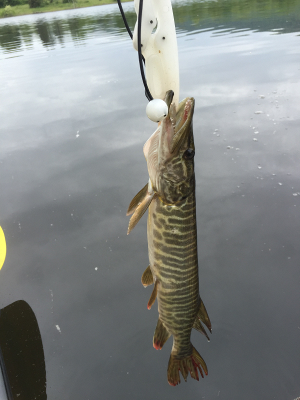Caught a Tiger Muskie on Leaser Lake using a white spinner