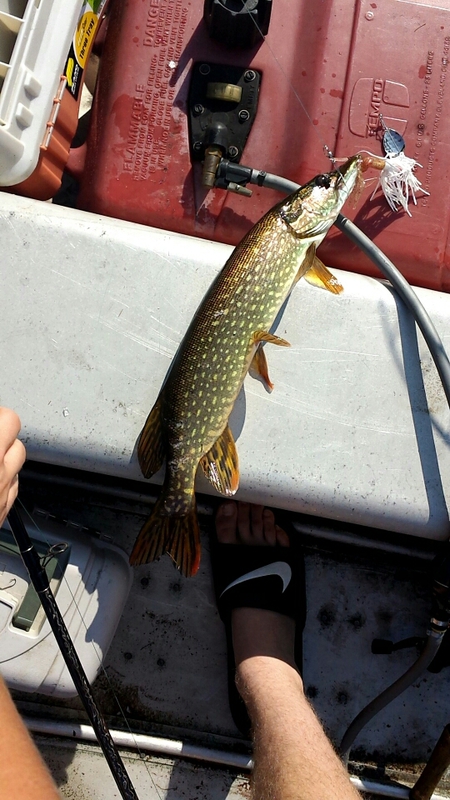 A photo of Henry Stark's catch