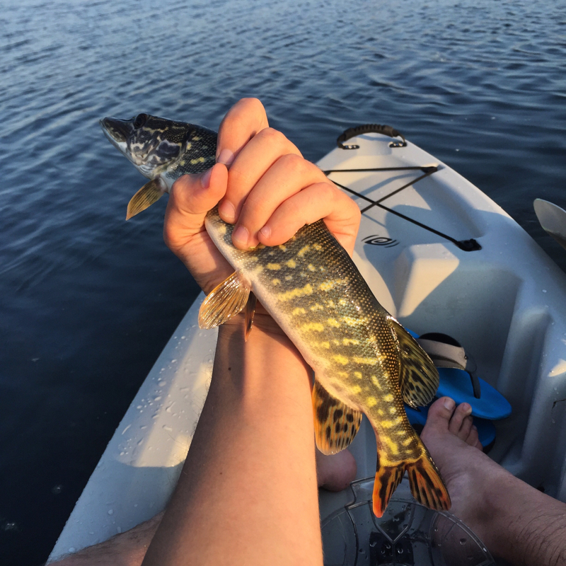 A photo of Luke Petrovich's catch